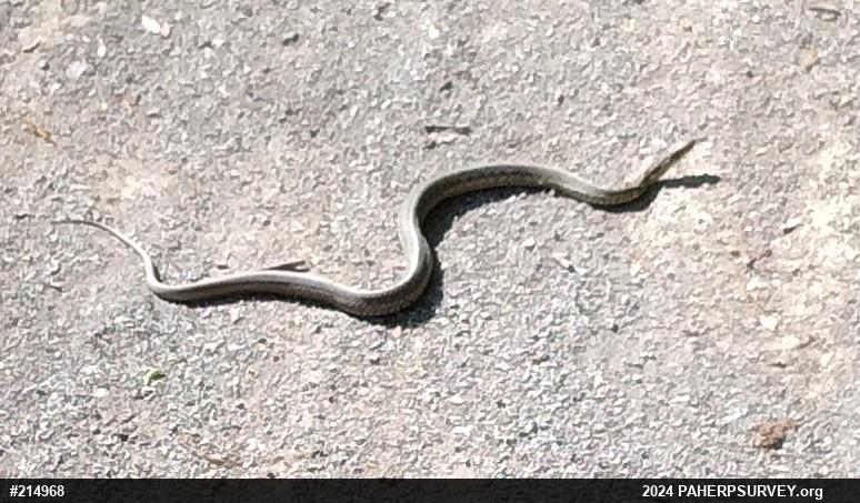 Eastern Gartersnake