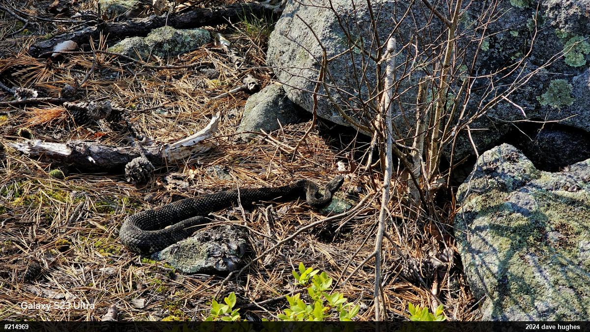 Timber Rattlesnake