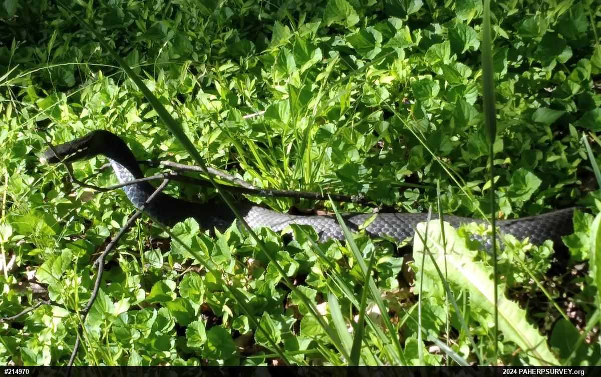 Northern Black Racer