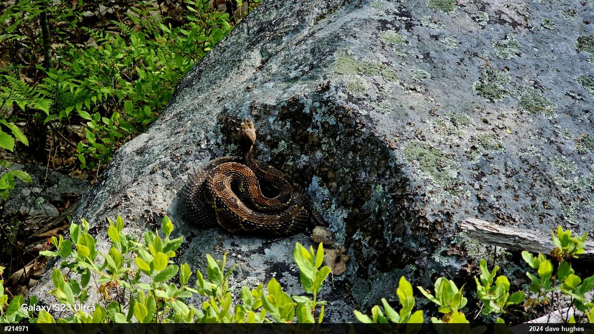 Timber Rattlesnake