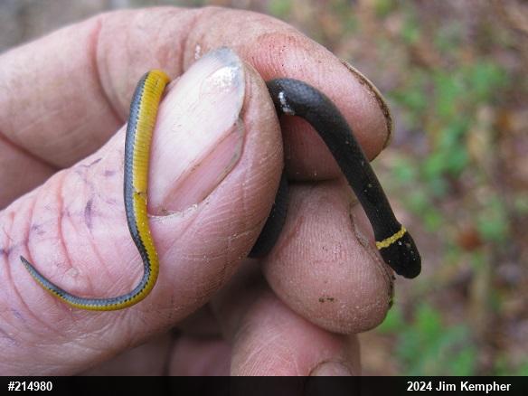 Northern Ring-necked Snake