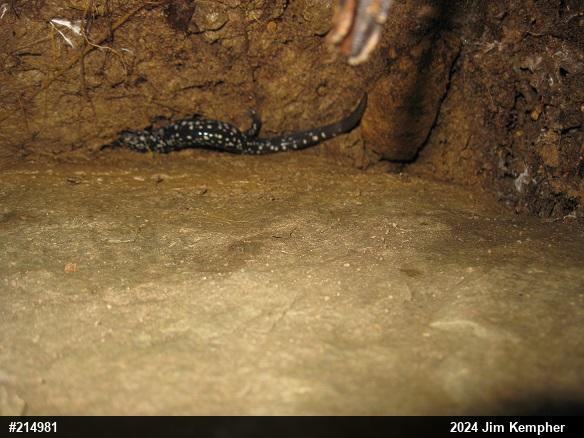 Northern Slimy Salamander