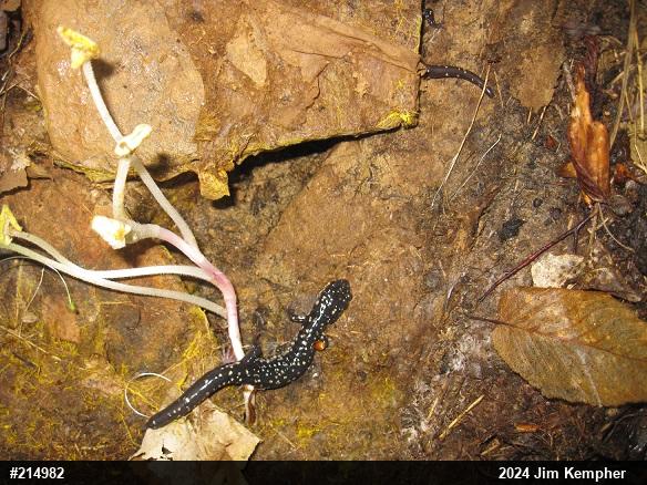 Northern Slimy Salamander