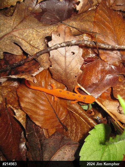 Red-spotted Newt