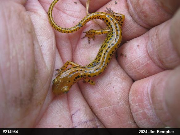 Eastern Long-tailed Salamander