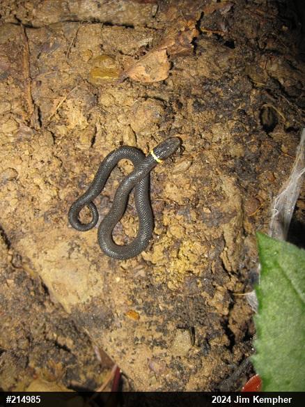 Northern Ring-necked Snake