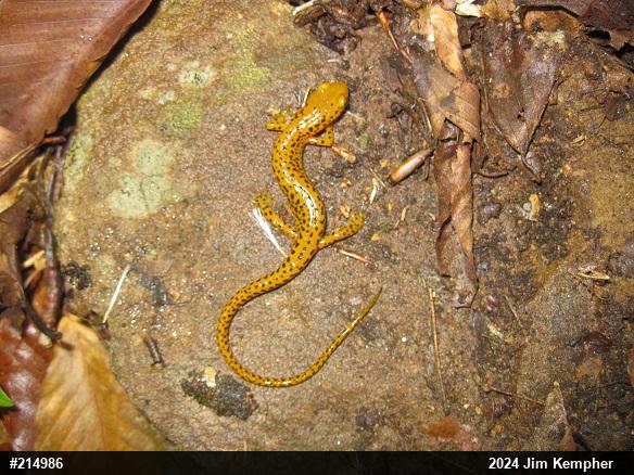 Eastern Long-tailed Salamander
