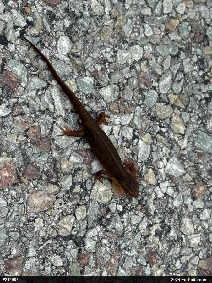 Red-spotted Newt