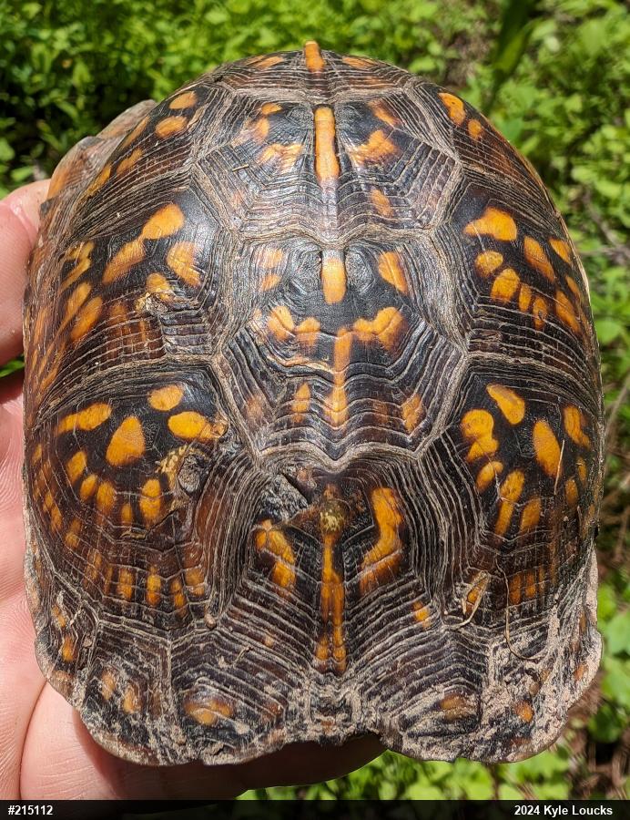 Eastern Box Turtle