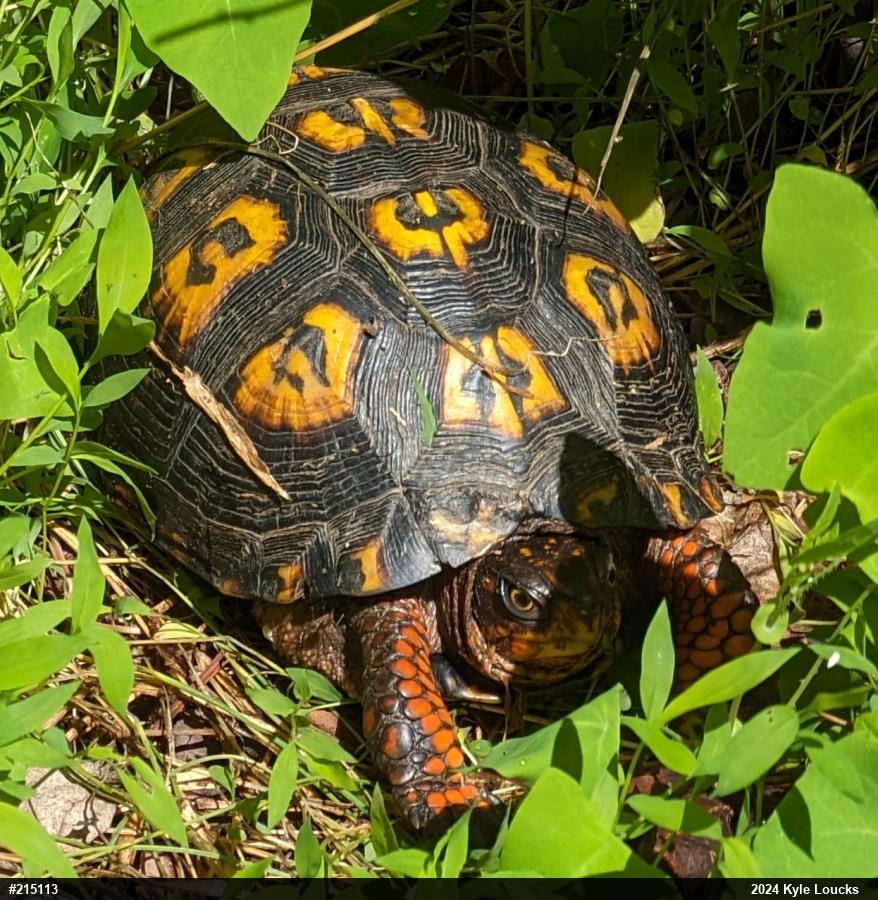 Eastern Box Turtle