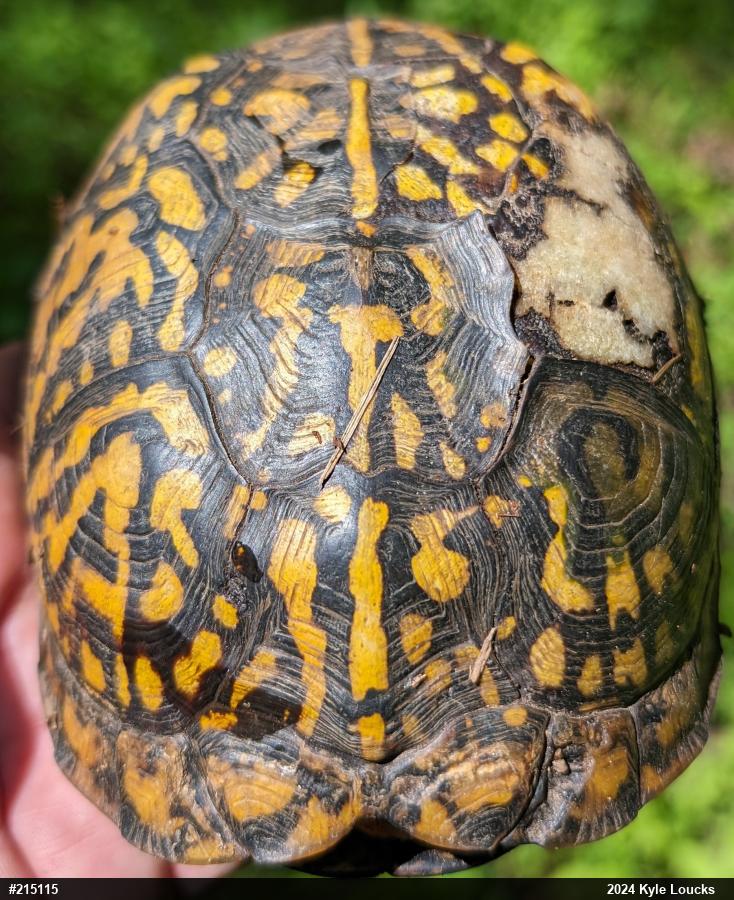 Eastern Box Turtle
