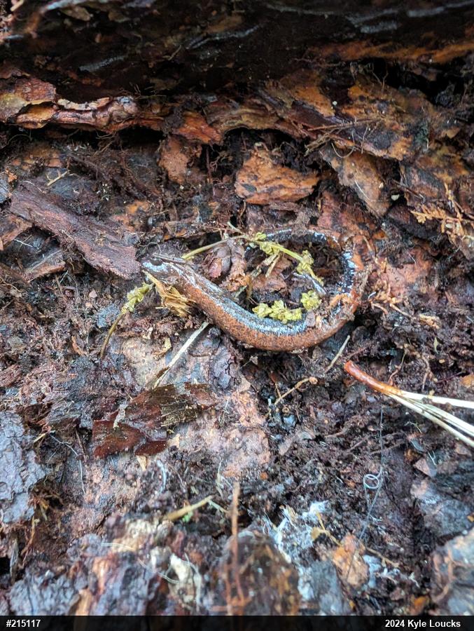 Eastern Red-backed  Salamander