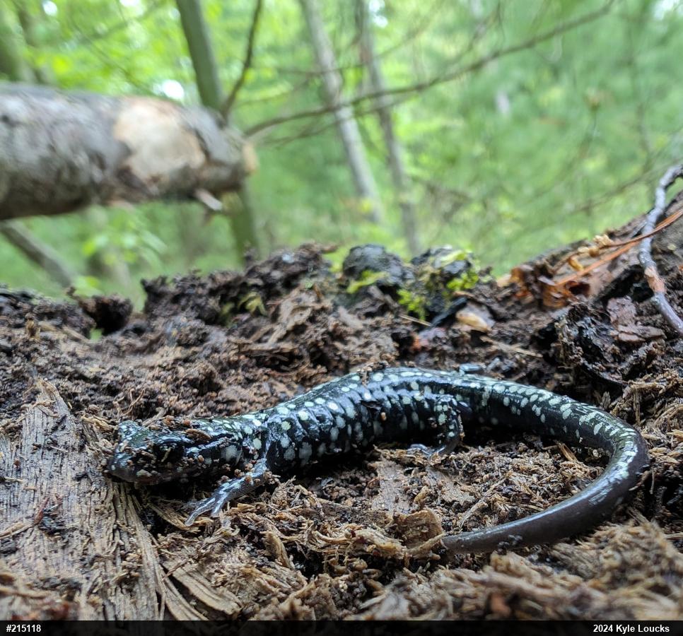 Northern Slimy Salamander