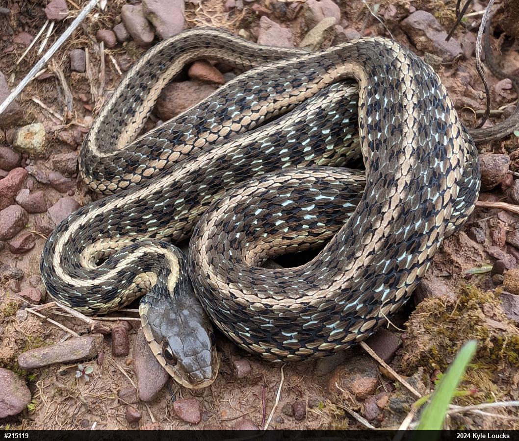 Eastern Gartersnake
