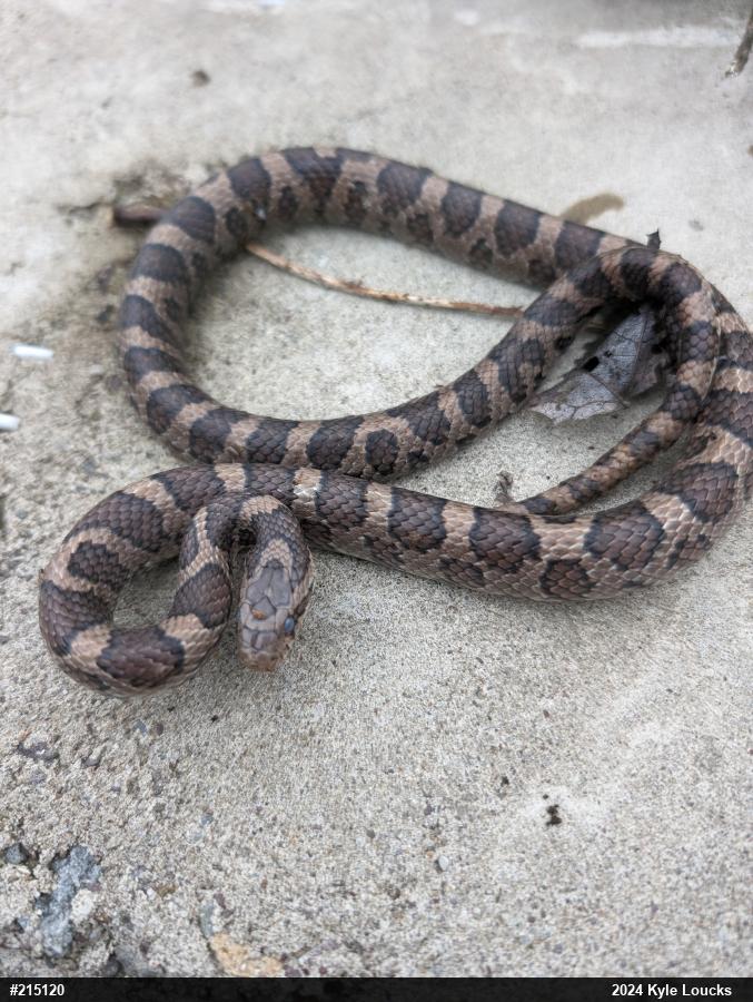 Eastern Milksnake