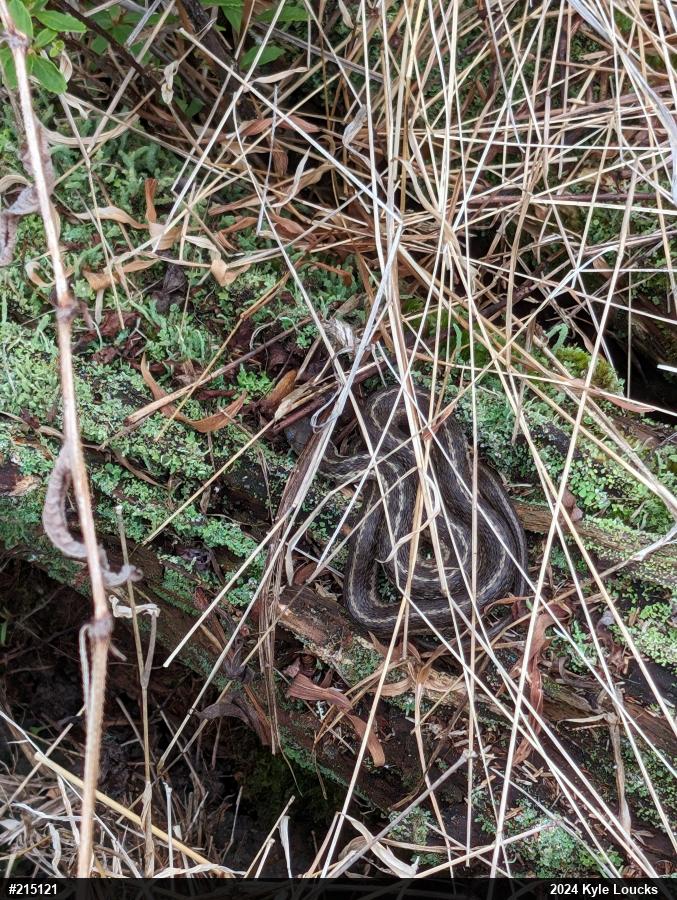 Eastern Gartersnake