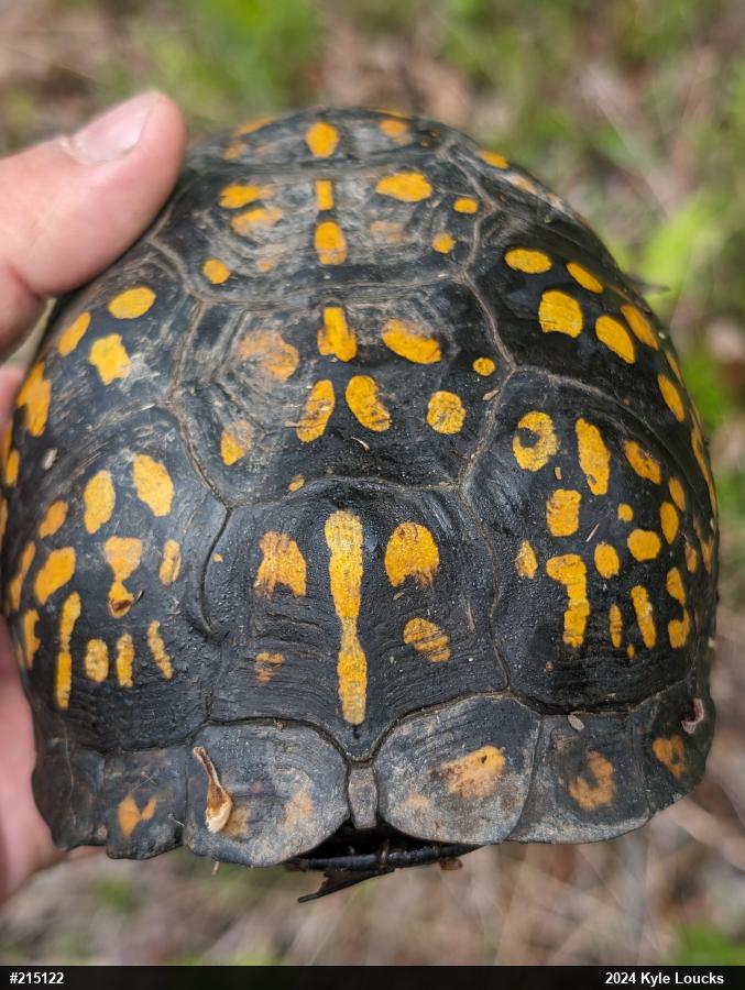 Eastern Box Turtle