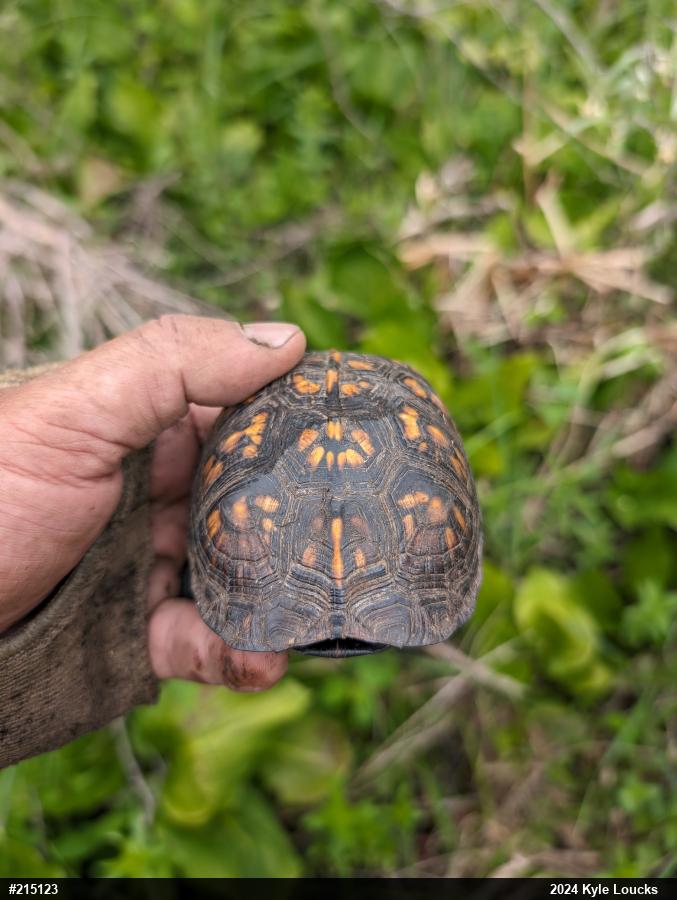 Eastern Box Turtle