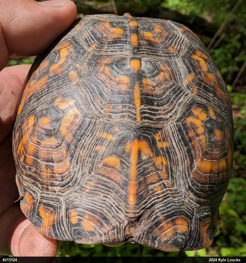 Eastern Box Turtle