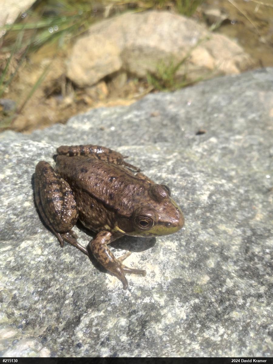 Green Frog
