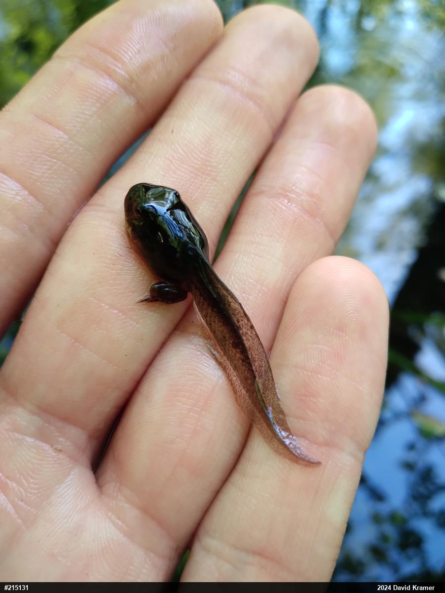 Wood Frog