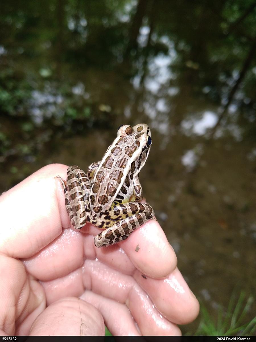 Pickerel Frog