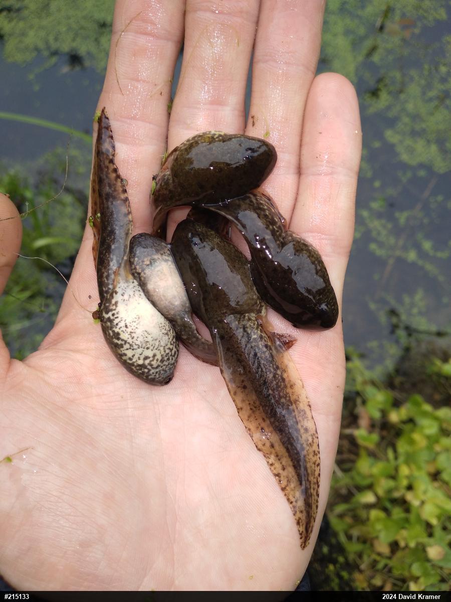 American Bullfrog