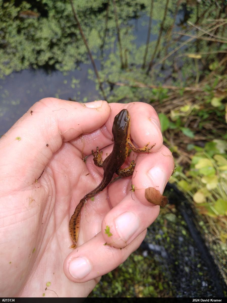 Red-spotted Newt