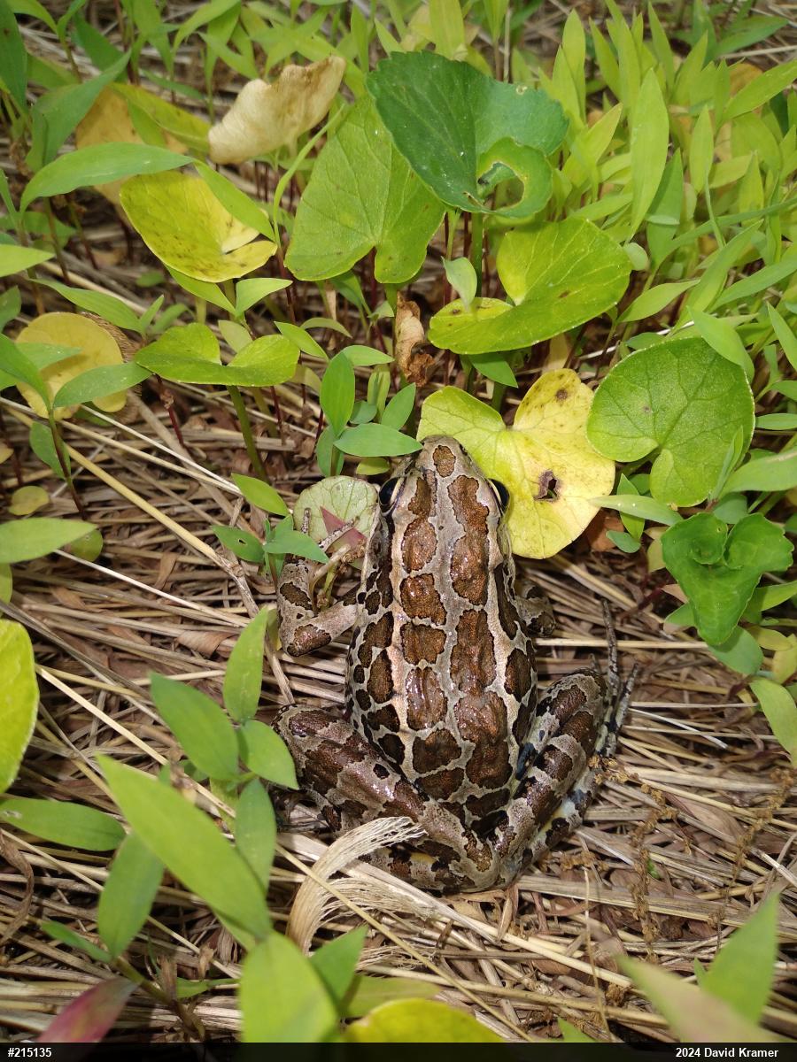 Pickerel Frog