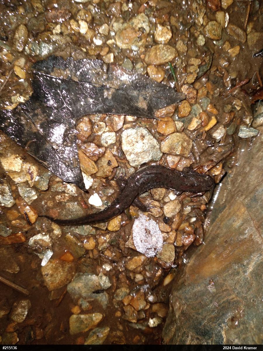 Northern Dusky Salamander