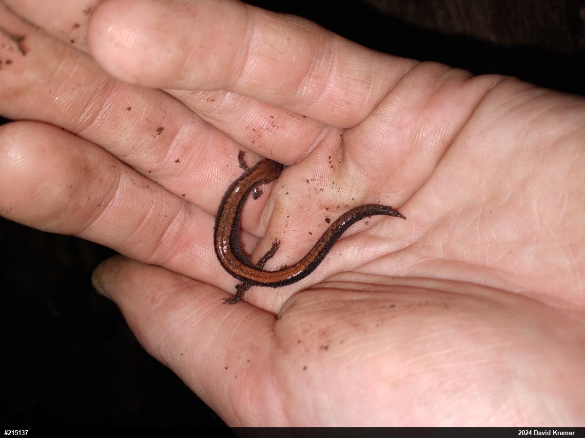 Eastern Red-backed  Salamander