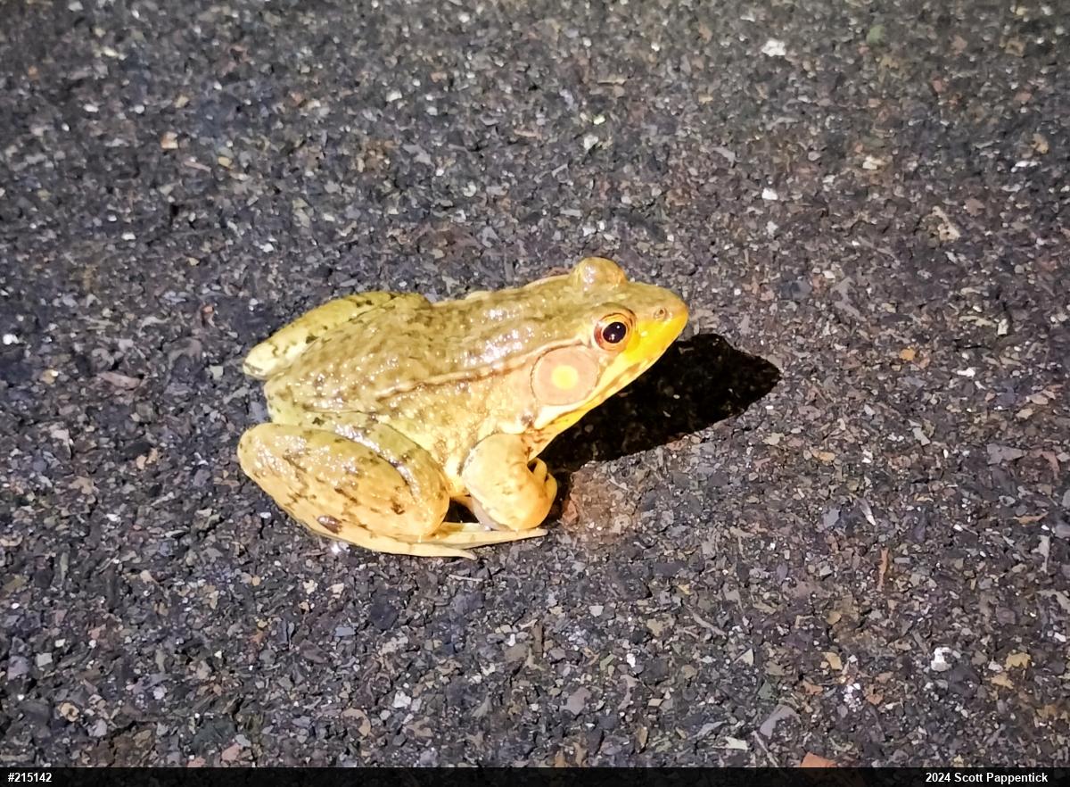 Green Frog