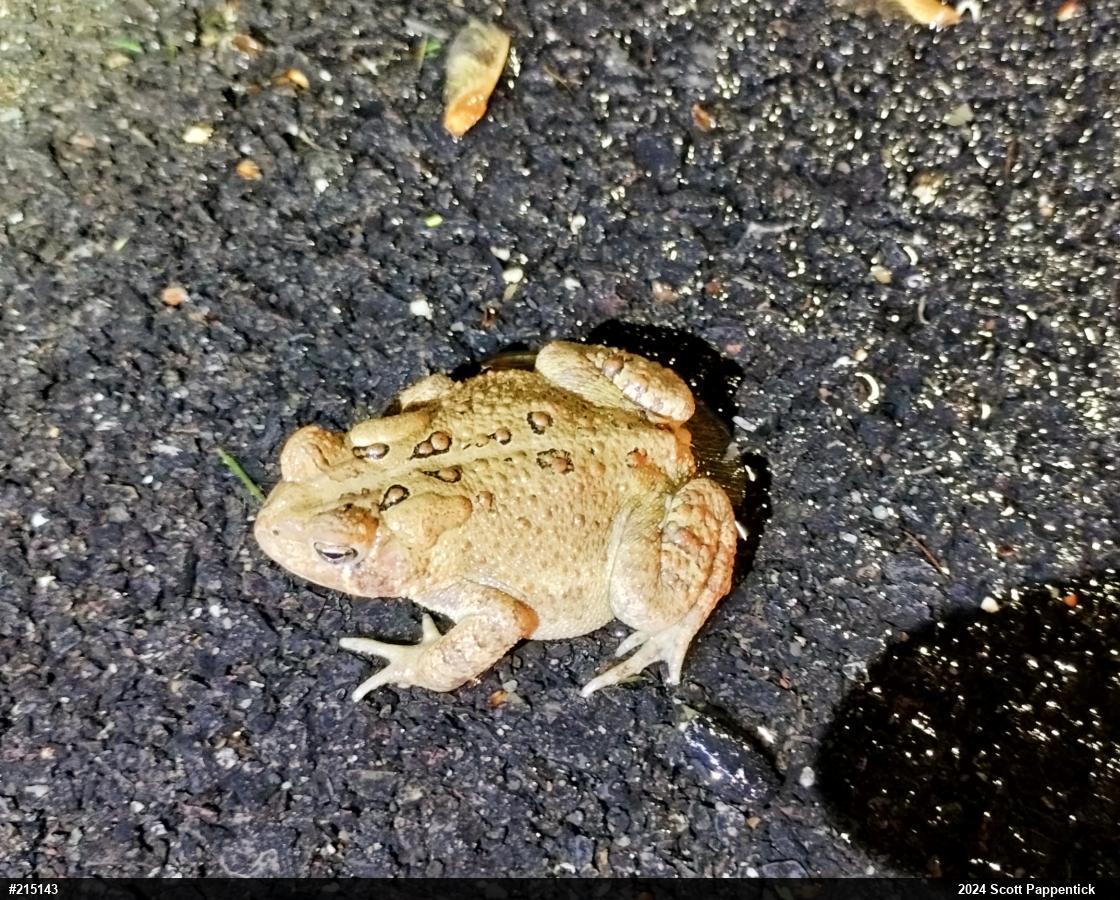 Eastern American Toad