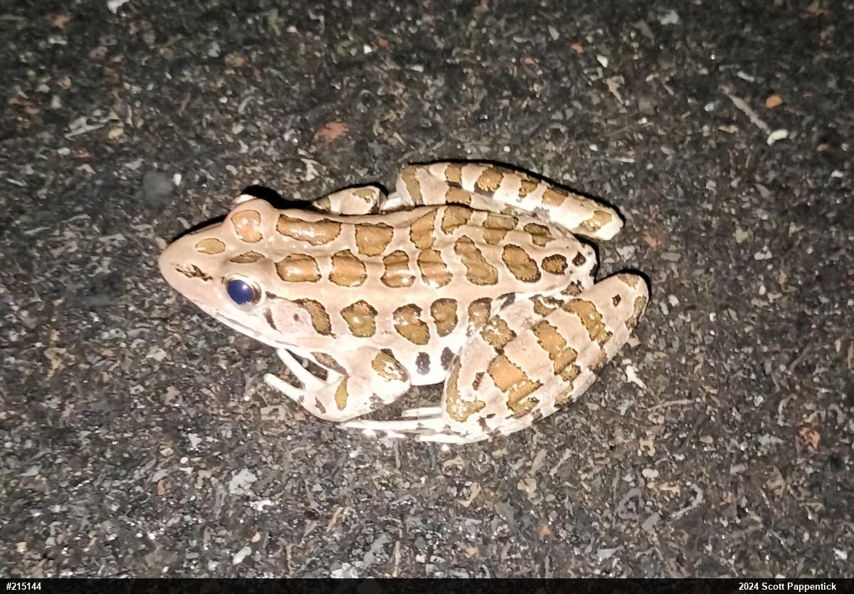 Pickerel Frog