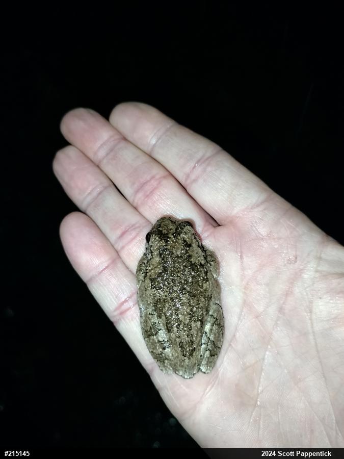 Unknown Gray Treefrog