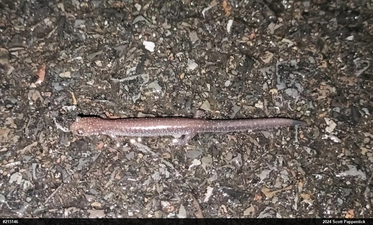 Eastern Red-backed  Salamander