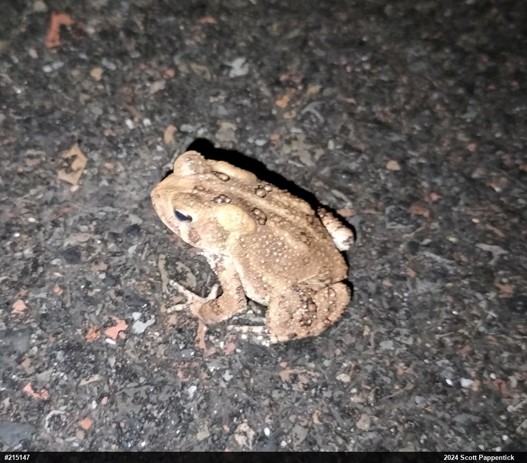 Eastern American Toad