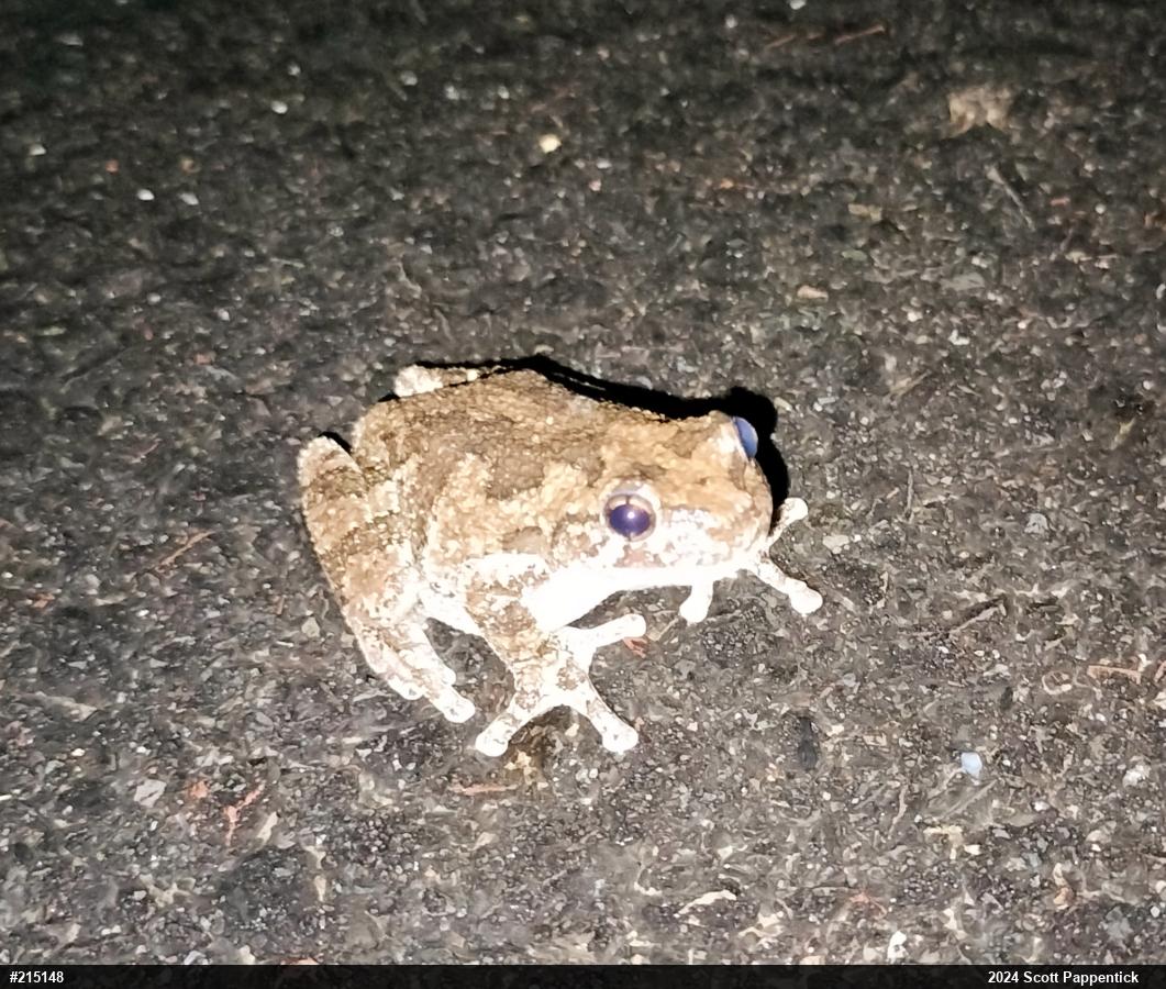 Unknown Gray Treefrog