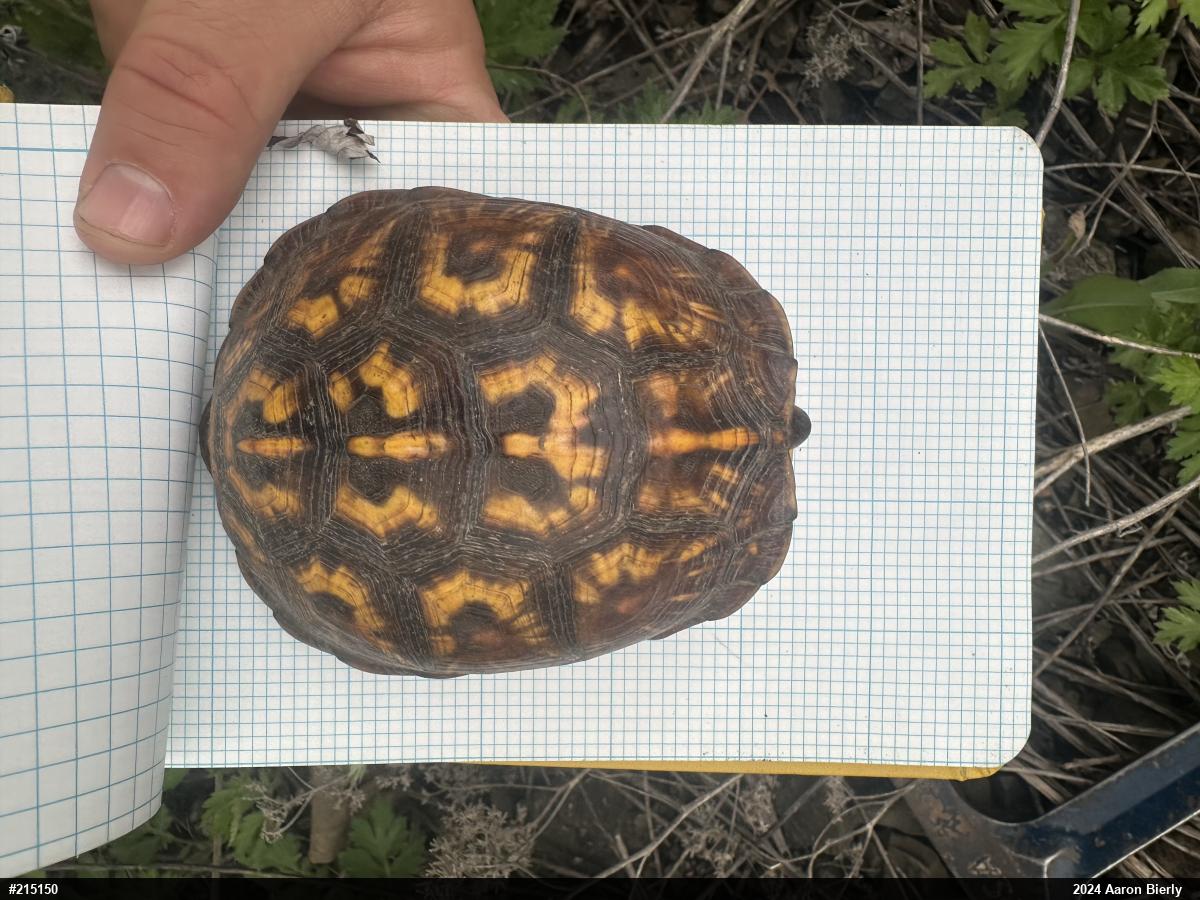 Eastern Box Turtle