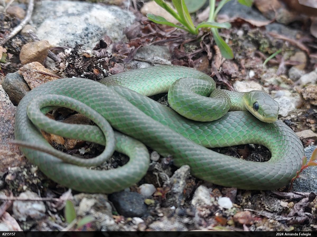 Smooth Greensnake