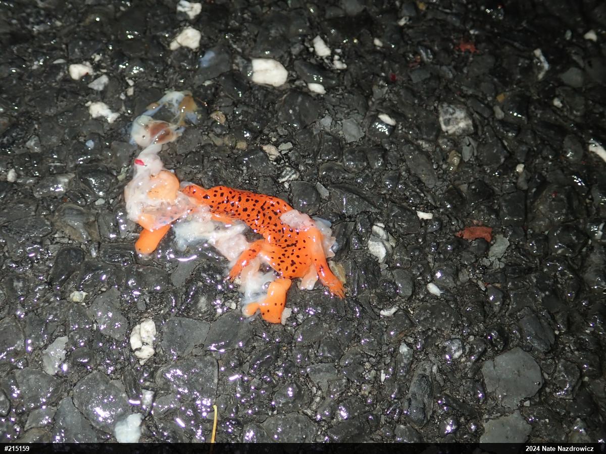 Northern Red Salamander
