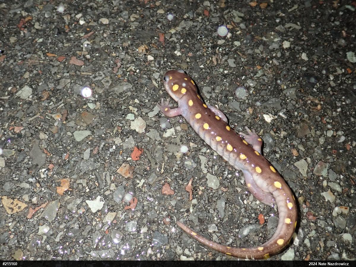 Spotted Salamander