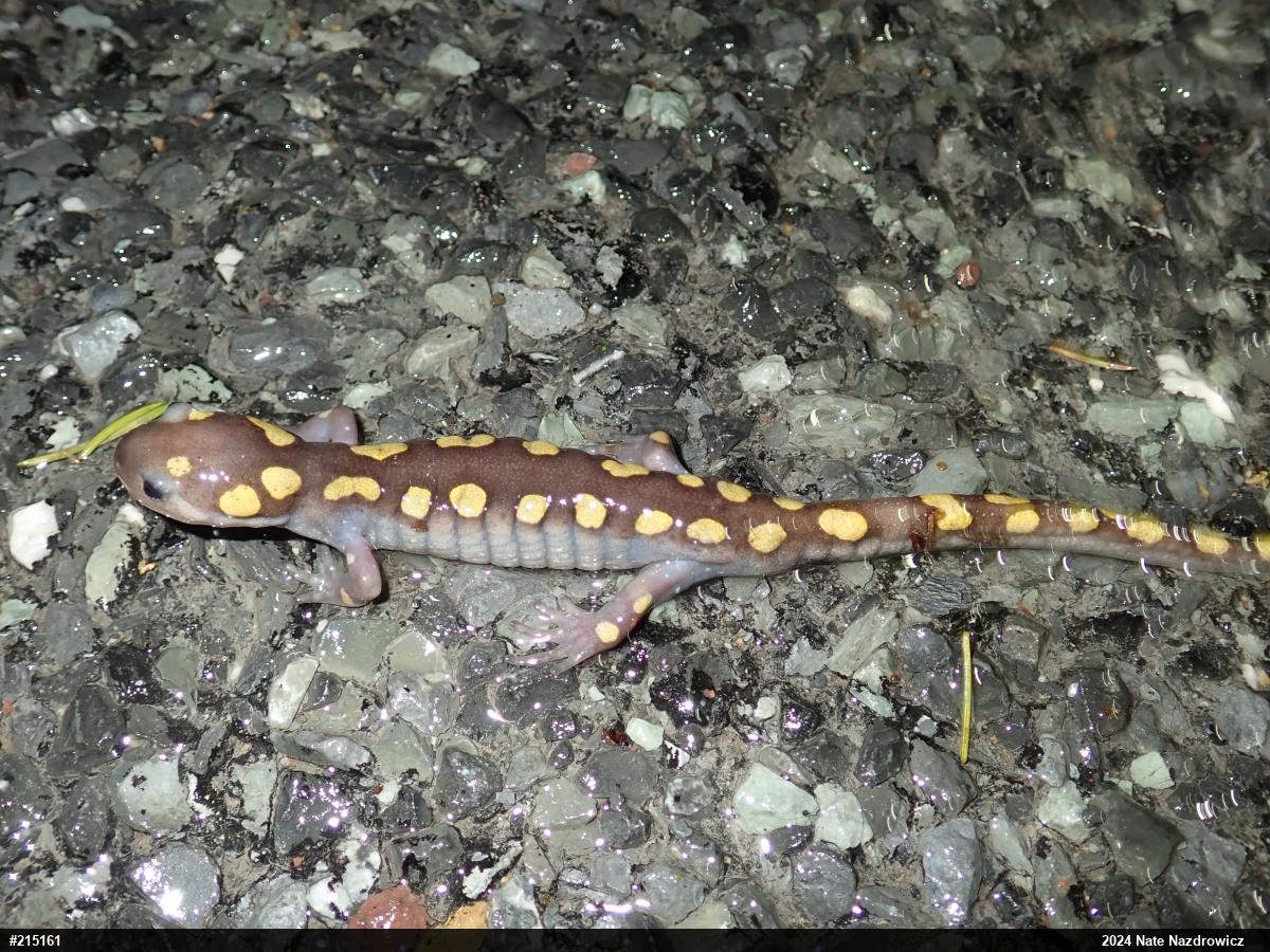 Spotted Salamander