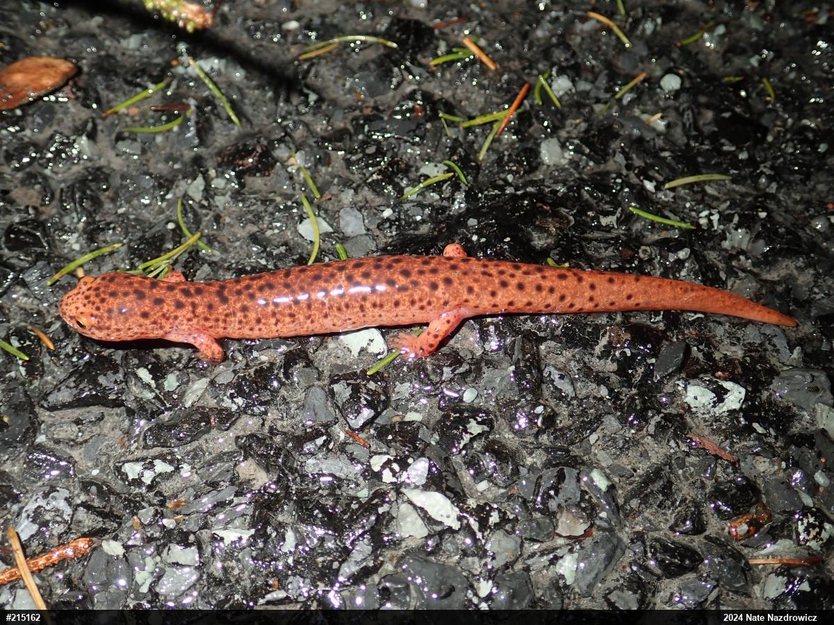 Northern Red Salamander