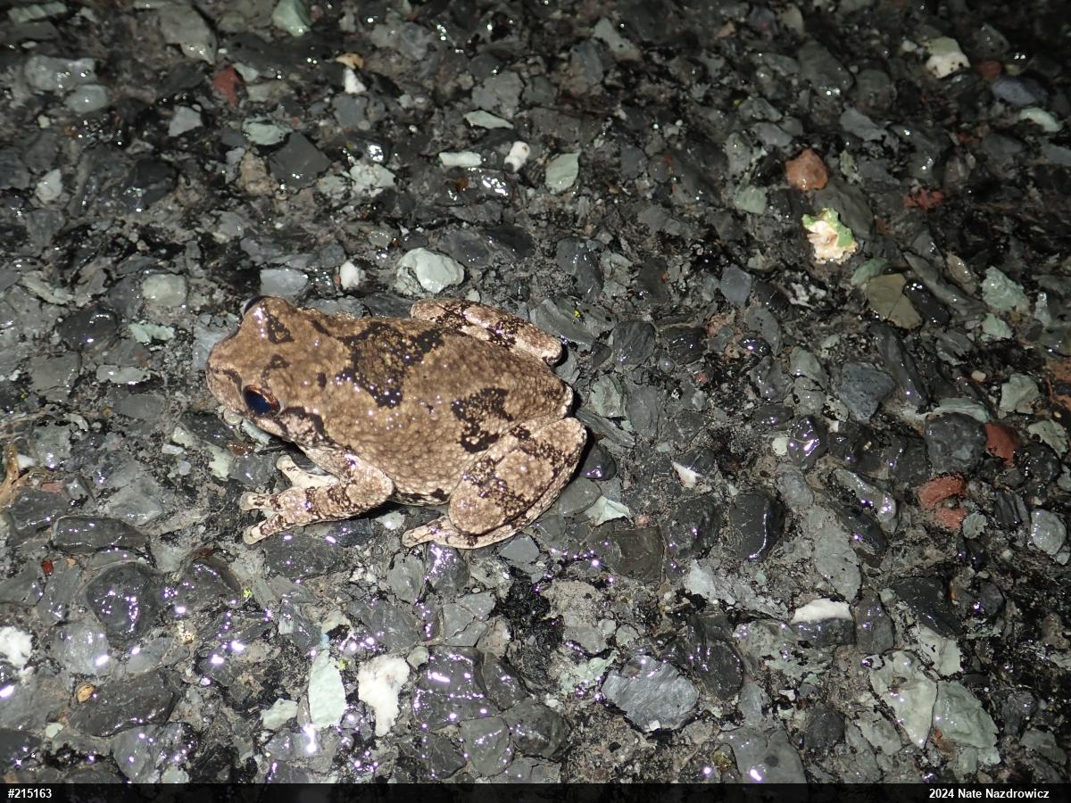 Unknown Gray Treefrog
