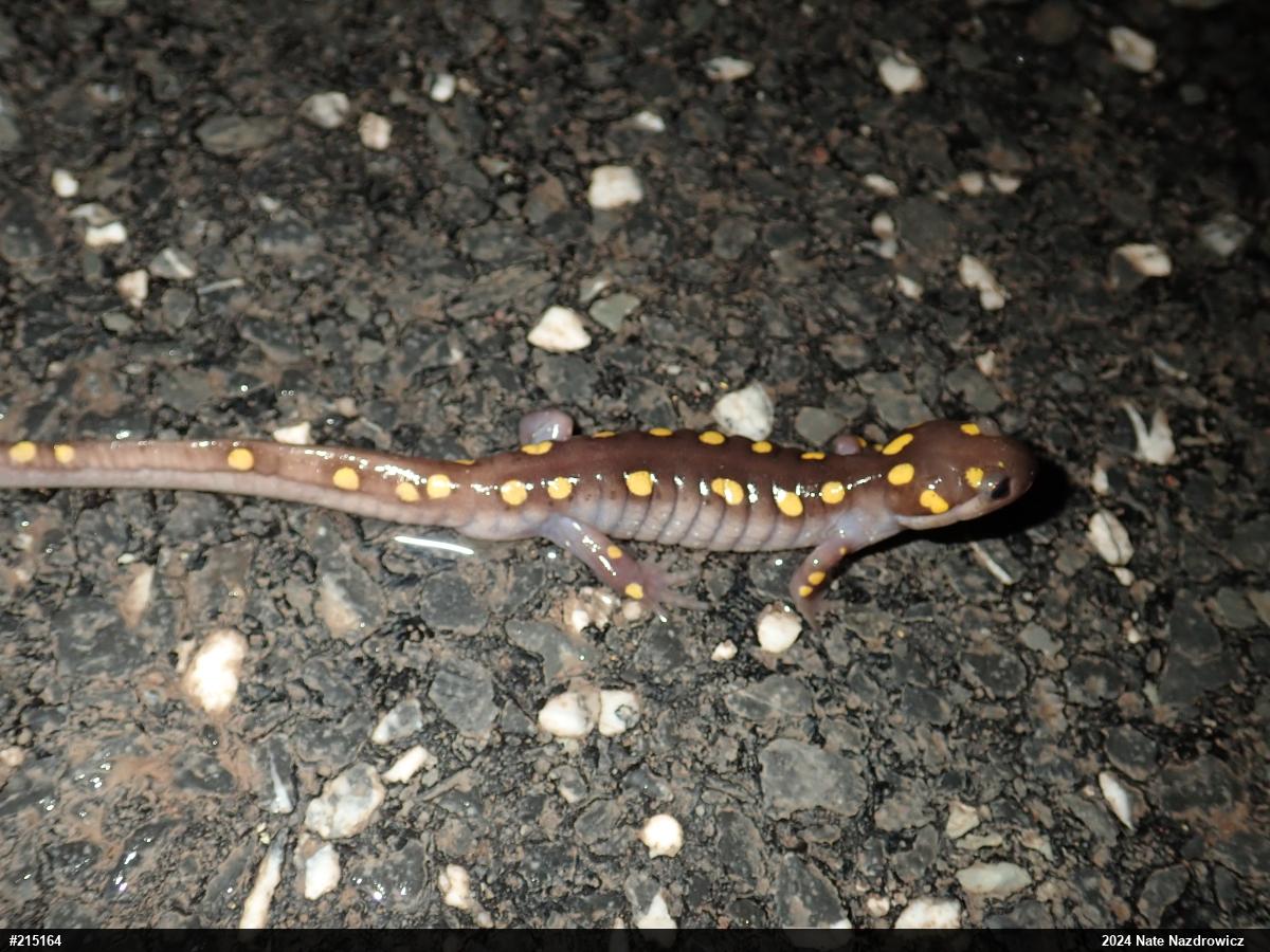 Spotted Salamander