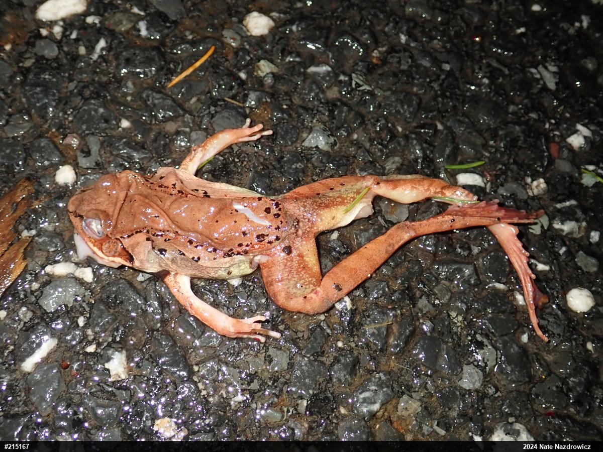 Wood Frog