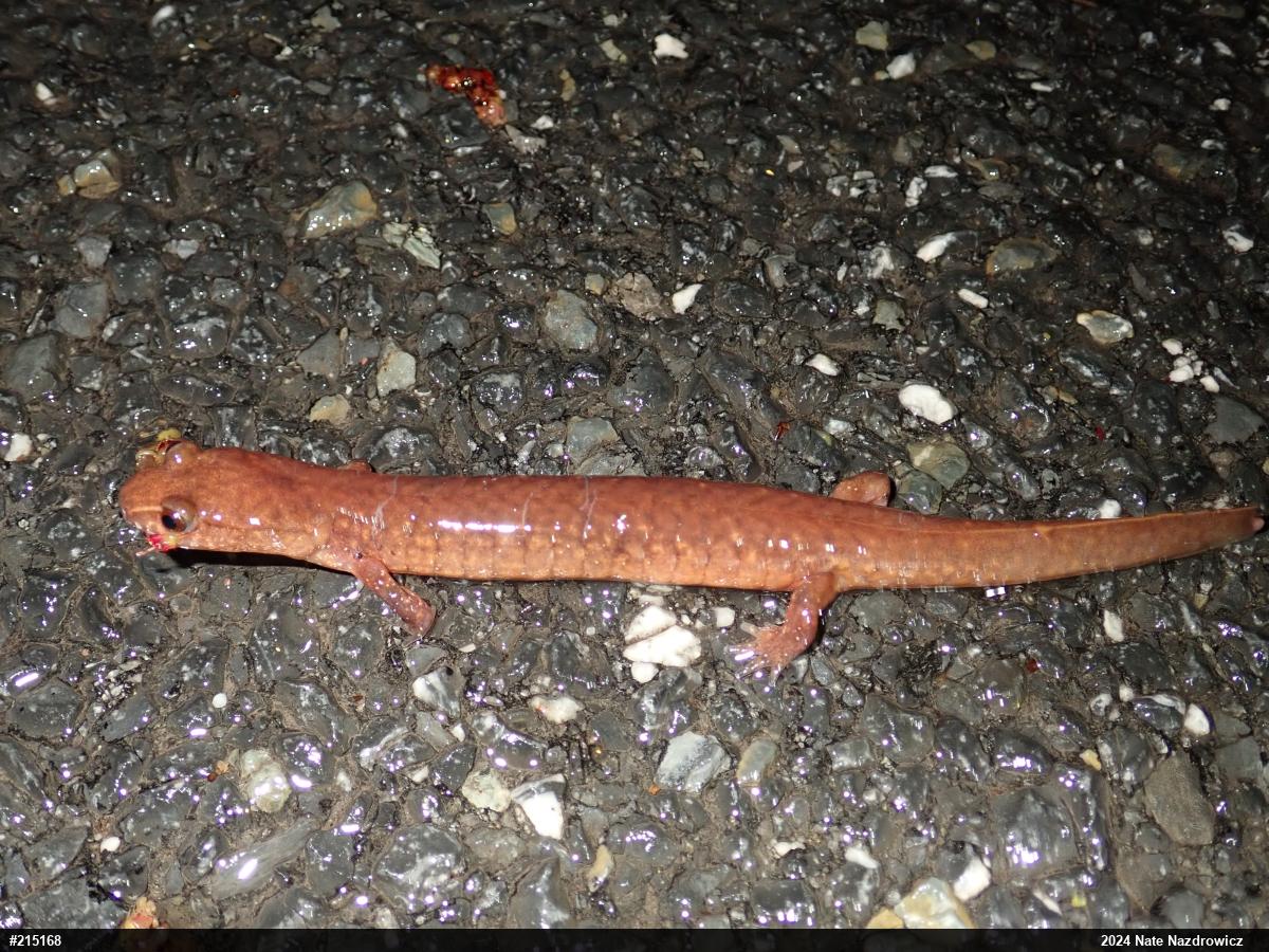 Northern Spring Salamander