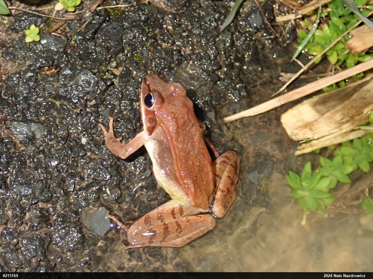 Wood Frog