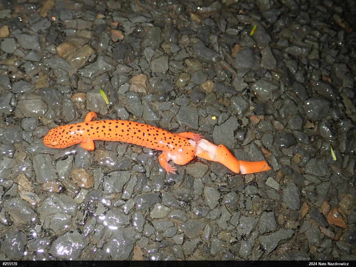 Northern Red Salamander